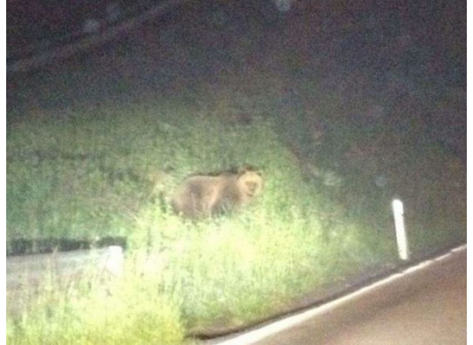 Orso in Trentitno Orso in Trentitno